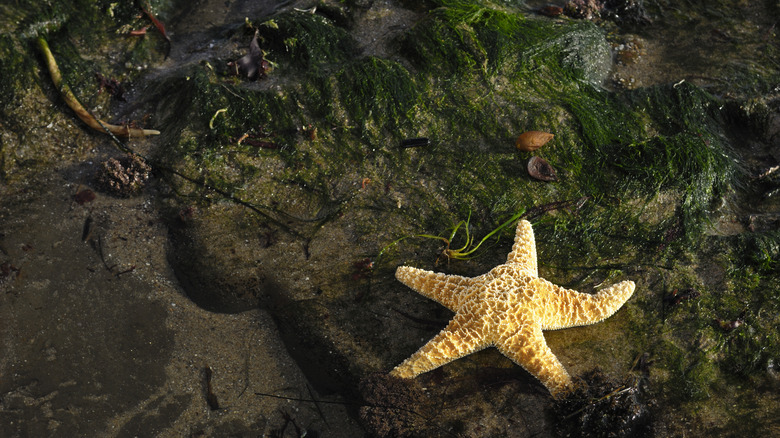 A sea star in a shallow tide pool at Crystal Cove