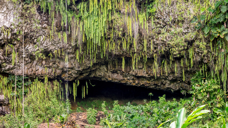 Hanging ferns over rock grotto
