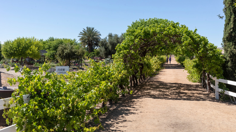 Agritopia farm in Gilbert, Arizona