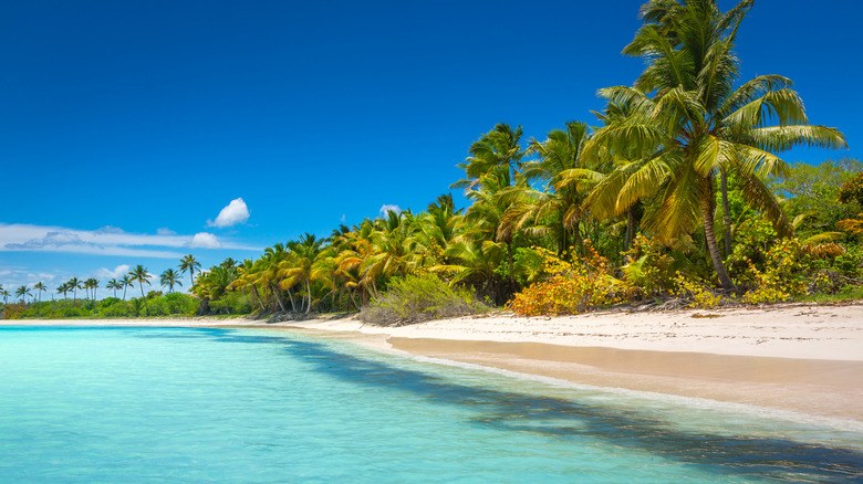 A pristine beach with turquoise water in Punta Cana, Dominican Republic