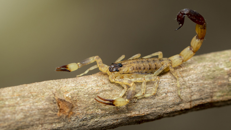 A scorpion rests on a tree branch
