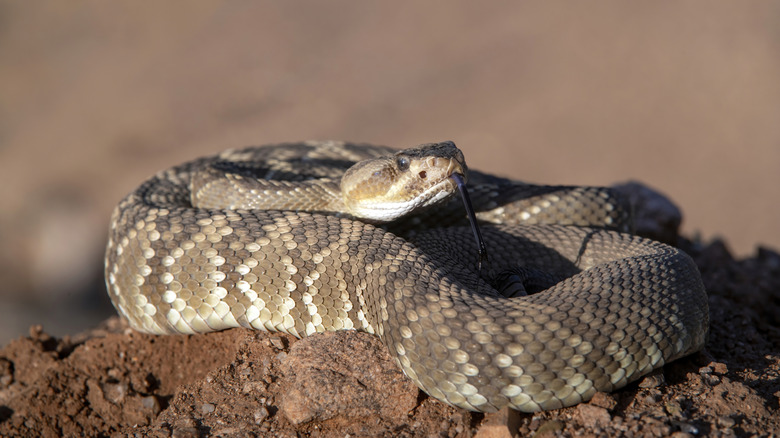 A diamondback snake is coiled on a patch of soil