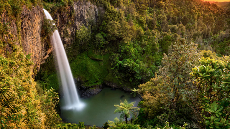 Evening golden hour glows onto Bridal Veil Falls, near Raglan, New Zealand