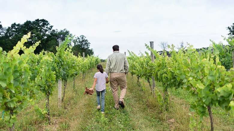 An adult and child walking through a vineyard