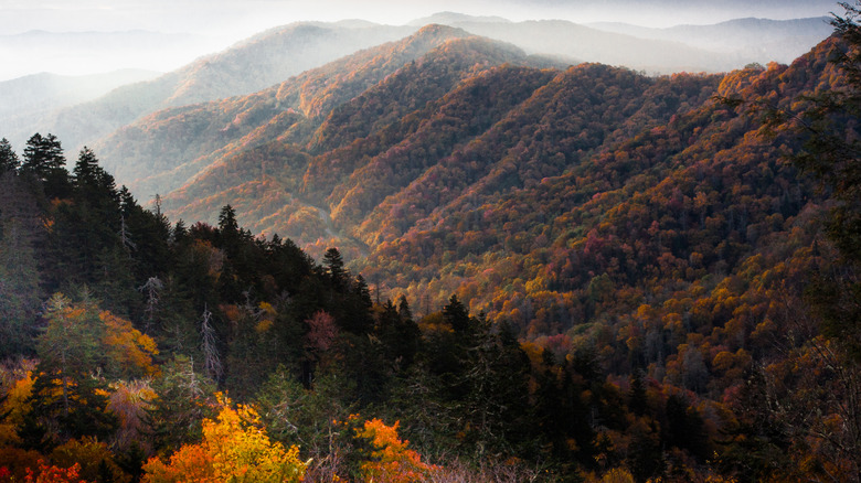 Fall foliage in Tennessee's Great Smoky Mountains