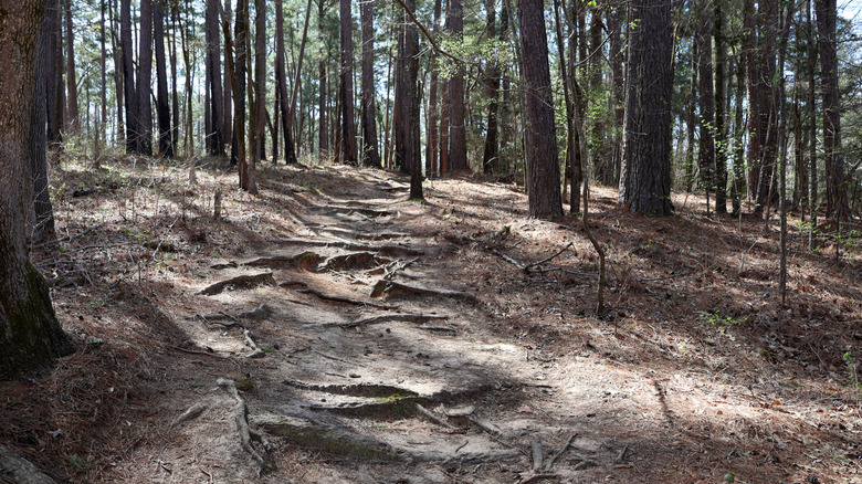 A trail through the woods, Tyler State Park, Texas