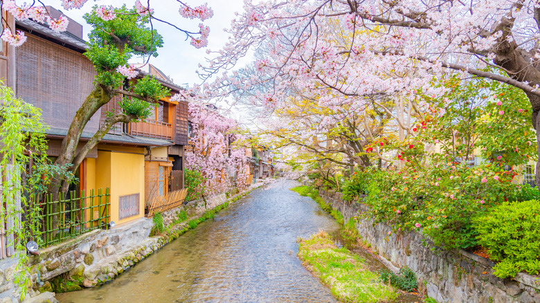 Cherry blossoms along the Gion Shirakawa River and Japanese old folk houses.