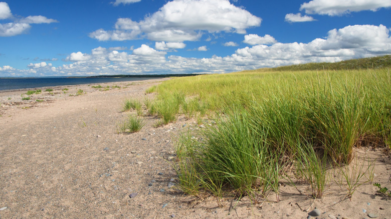 Beautiful sandy beach in Nova Scotia