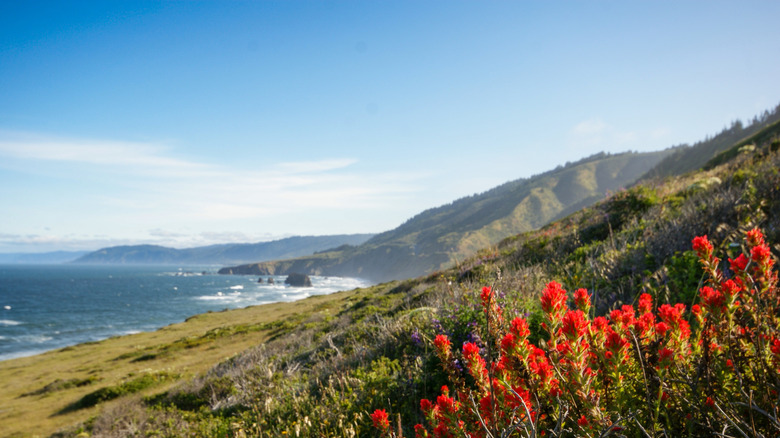 The Lost Coast near Westport California