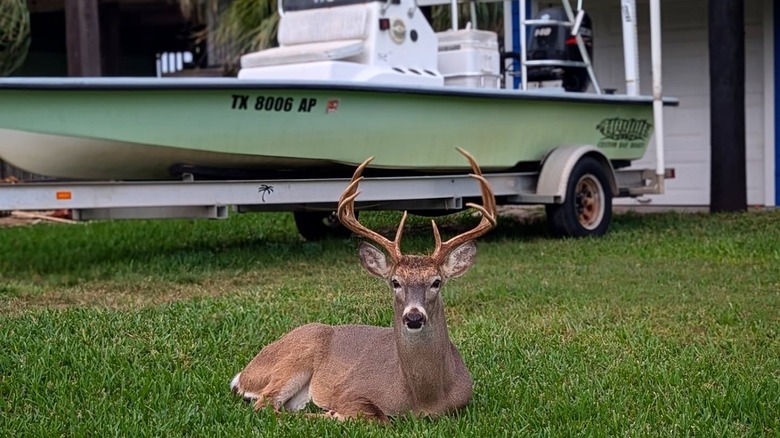 Deer in Port Mansfield, Texas in front of a powerboat in a resident's yard