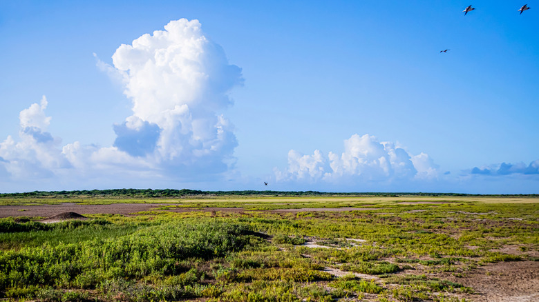 Grassy field in Port Mansfield, Texas