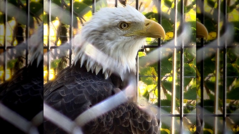 Closeup photo of a Bald Eagle at Wildwood Park and Zoo
