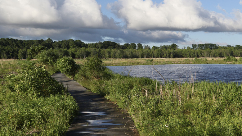 A path through Mentor Marsh, Ohio
