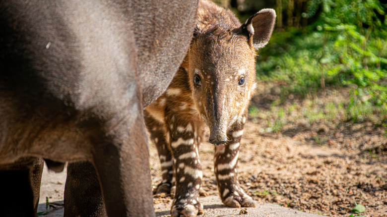 Norah, Houston Zoo's newest baby Baird's tapir