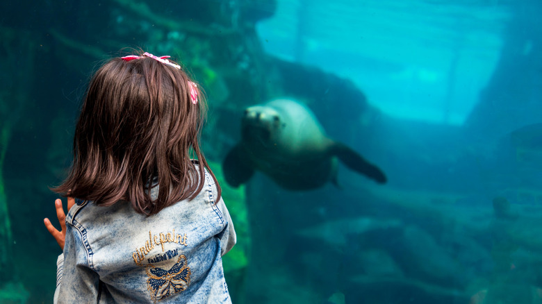Child watches seal swim up to her through glass at Houston Zoo