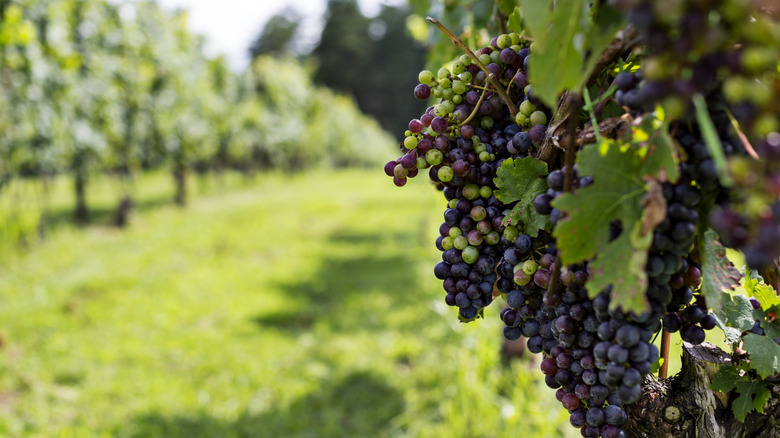 Vineyard grapes growing in Lenoir, North Carolina