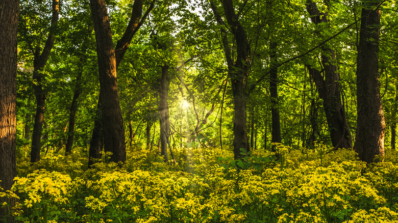 Beautiful view of blooming yellows wildflowers growing in the woods in Midwest USA