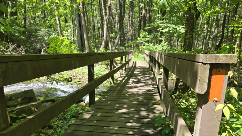 small bridge, pathway surrounded greenery in Ravensburg State Park, Pennsylvania