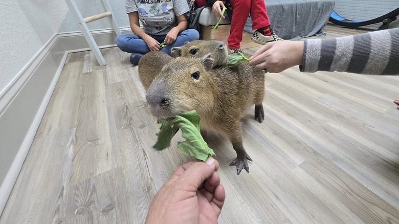 Person feeding capybara greens at Capybara Café