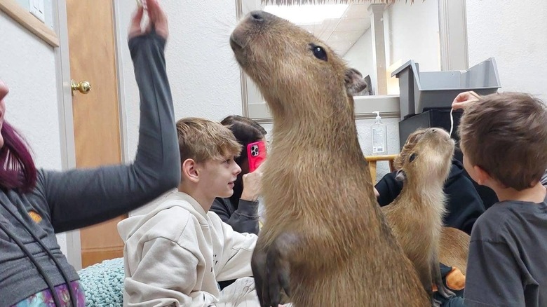 Capybara standing on back legs while waiting for food at Capybara Café