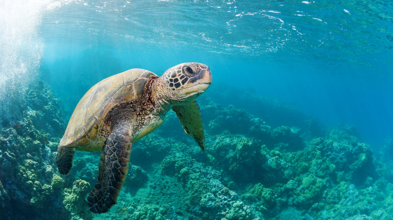 Green sea turtle in shallow coral reef in Kauai, Hawaii.