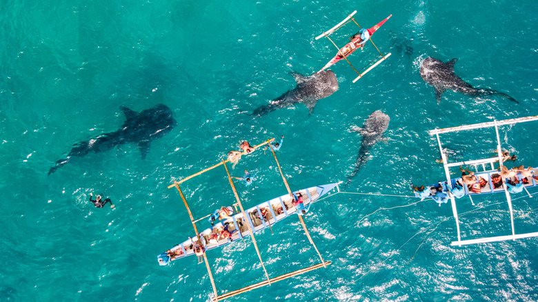 Aerial view of tourists in boats surrounded by whale sharks in the sea in Cebu, Philippines