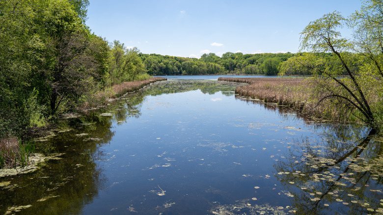 Medicine Lake in Clifton E French Regional Park in Plymouth with lilypads and algae in the water.