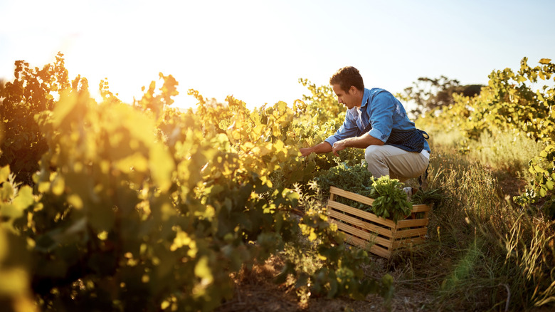 A man collects vegetables at an organic farm on a bright day