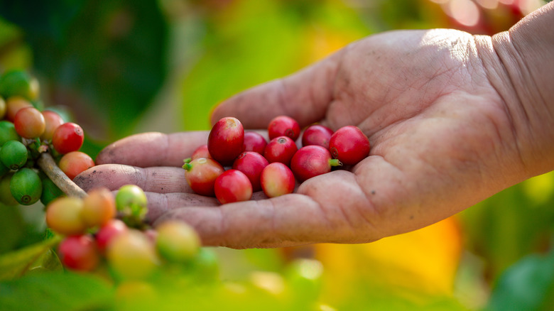 Harvesting coffee beans