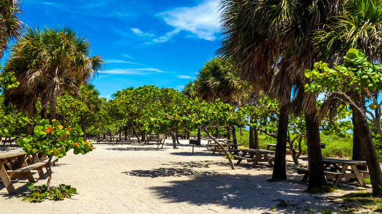 Picnic tables and palm trees at Mizell-Johnson State Park near Fort Lauderdale, FL