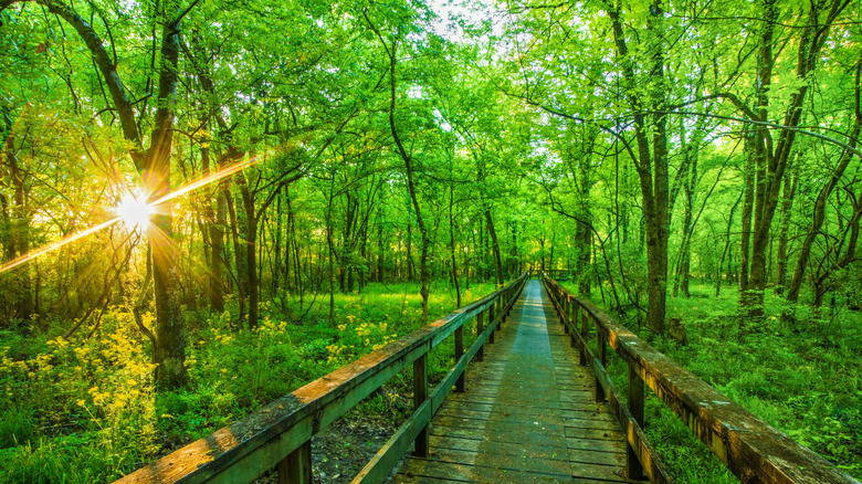 Sunrise on a hiking trail close to the Natchez Trace Parkway, Tupelo, Mississippi