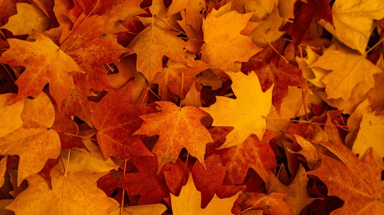 Close up of fall leaves