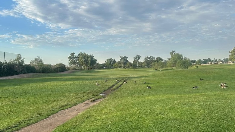 Pueblo El Mirage RV & Golf Resort with geese