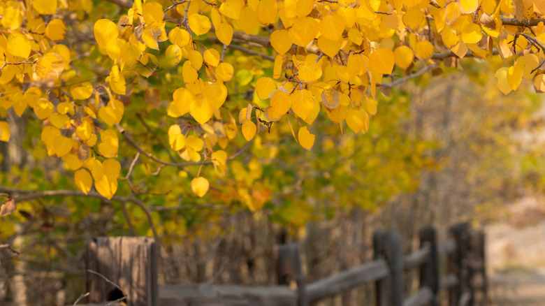 Golden leaves on aspen trees along the Vindicator Valley Trail during fall.