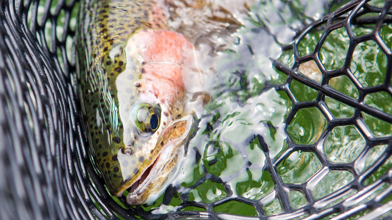 Rainbow trout caught in the net