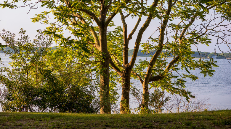 trees in Goddard Memorial State Park