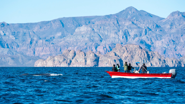 A small fishing boat full of people watching a whale breach in Loreto Bay.