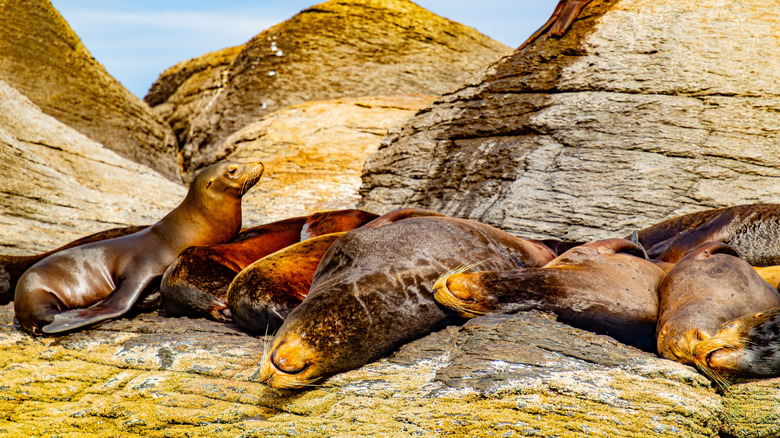 Sea lions sunbathing on the rocks of an island in Loreto Bay National Marine Park.
