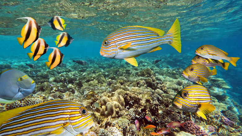 Colorful fish swimming around an ocean reef