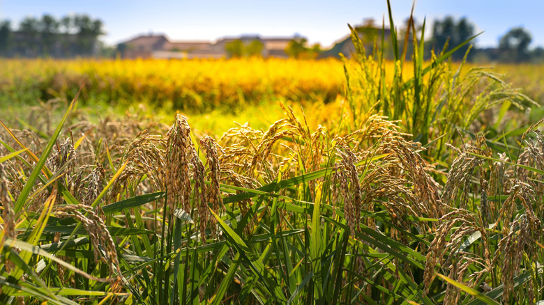 Pavese rice field in Lombardy