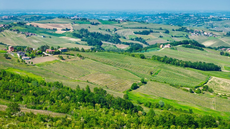 Olrepo Pavese vineyards in Pavia, Italy