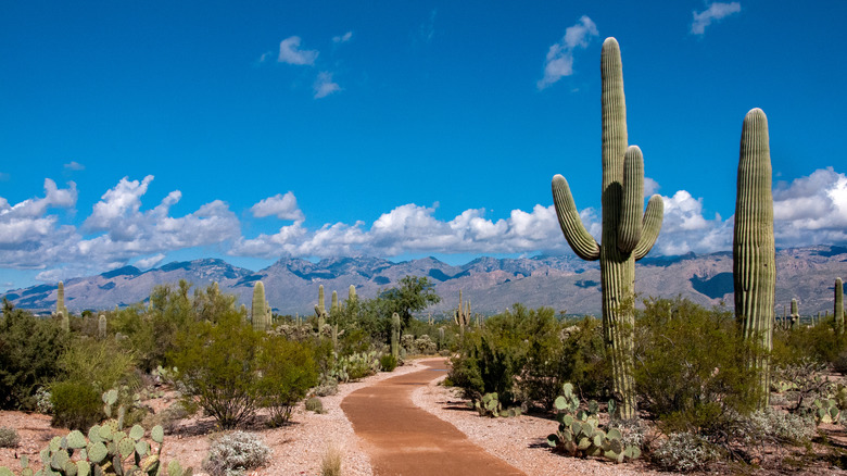 trail in Saguaro National Park