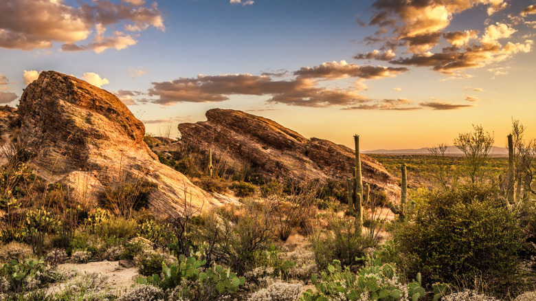 the javelina rocks at Saguaro National Park