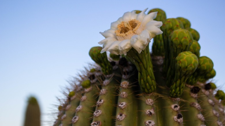flowering Saguaro cactus