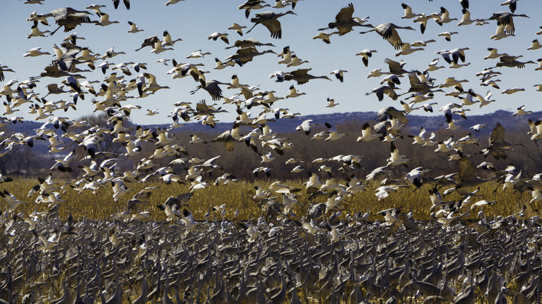 The enormous numbers of sandhill cranes and snow geese make Bosque del Apache National Wildlife Refuge a top birding site