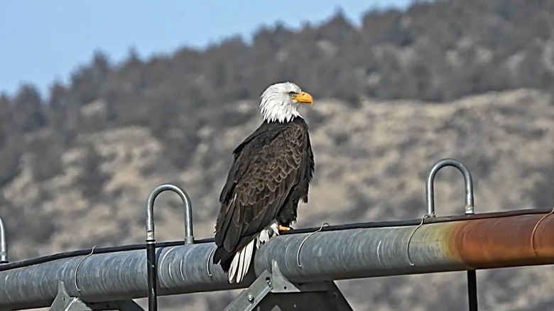 Bald Eagle perched on pipe in Butte Valley Wildlife Area