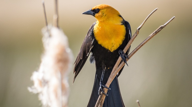 Yellow-headed blackbird at Meiss Lake in Butte Valley Wildlife Area