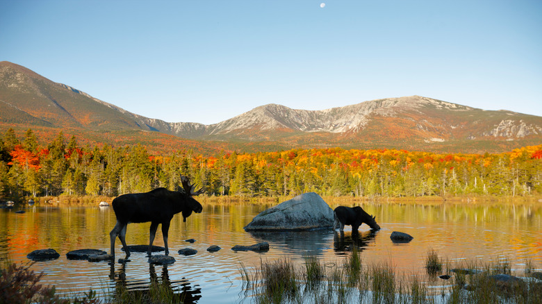 moose, pond, mountains baxter state park