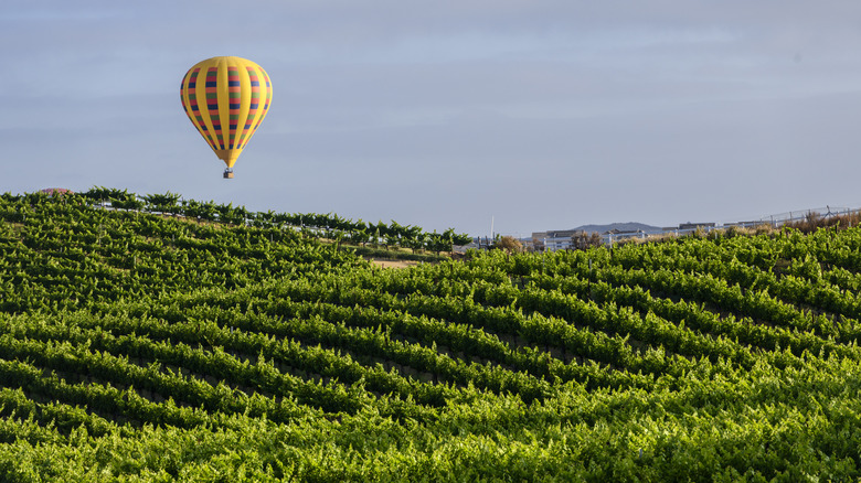Hot air balloon over vineyards