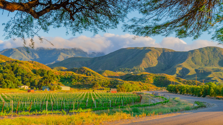 Vineyard ahead of mountain range
